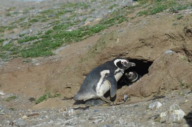 Macellan penguenleri penguen kutsal Magdalena Adası Güney Şili'deki Punta Arenas yakınındaki Macellan Boğazı'nın '.