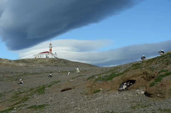 The lighthouse on the island of Magdalena.Magellanic Penguins  at the penguin sanctuary on Magdalena Island in the Strait of Magellan near Punta Arenas. — Stock Photo, Image