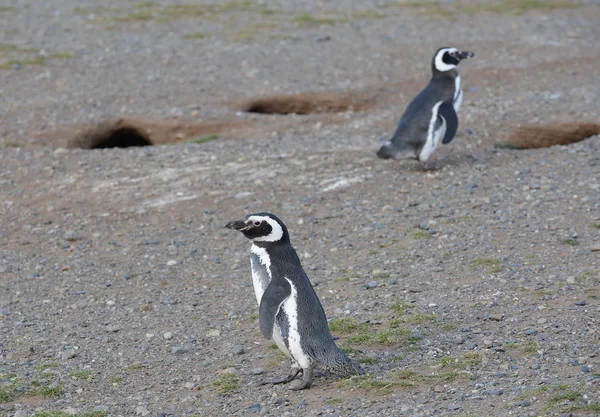 Магеллановы пингвины в заповеднике пингвинов на острове Магдалена в Магеллановском проливе возле Пунта-Аренас на юге Чили . — стоковое фото