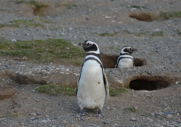 Pinguins de Magalhães no santuário de pinguins na Ilha Magdalena, no Estreito de Magalhães, perto de Punta Arenas, no sul do Chile . — Fotografia de Stock