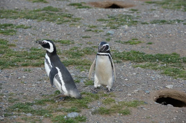 Magellanic Penguins at the penguin sanctuary on Magdalena Island in the Strait of Magellan near Punta Arenas in southern Chile. — Stock Photo, Image