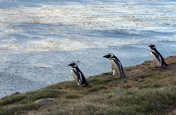 Pingwiny Magellana w Sanktuarium pingwina na Magdalena wyspa w cieśninie Magellana w pobliżu Punta Arenas w południowym Chile. — Zdjęcie stockowe
