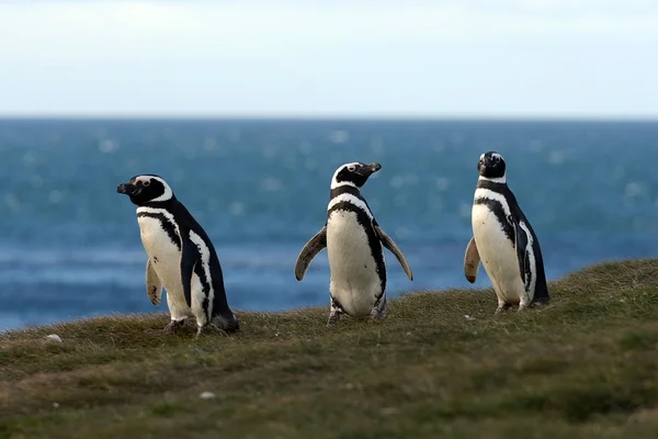 Magellanic Penguins  at the penguin sanctuary on Magdalena Island in the Strait of Magellan near Punta Arenas in southern Chile. — Stock Photo, Image