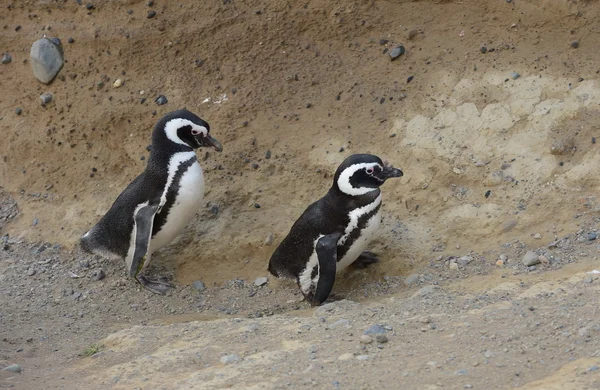 Pinguini Magellanici nel santuario dei pinguini sull'isola di Magdalena nello stretto di Magellano vicino a Punta Arenas nel sud del Cile . — Foto Stock