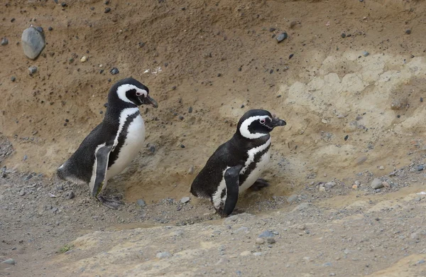 Pinguins de Magalhães no santuário de pinguins na Ilha Magdalena, no Estreito de Magalhães, perto de Punta Arenas, no sul do Chile . — Fotografia de Stock