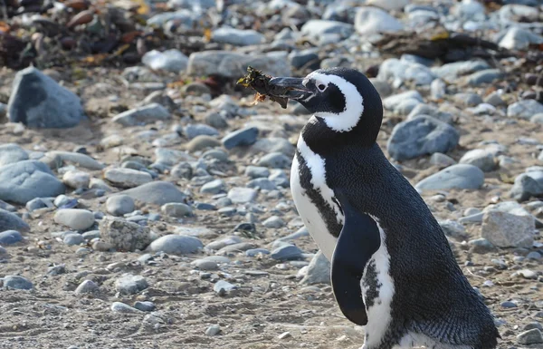 Pingouins de Magellan au sanctuaire des pingouins sur l'île de la Madeleine dans le détroit de Magellan près de Punta Arenas dans le sud du Chili . — Photo