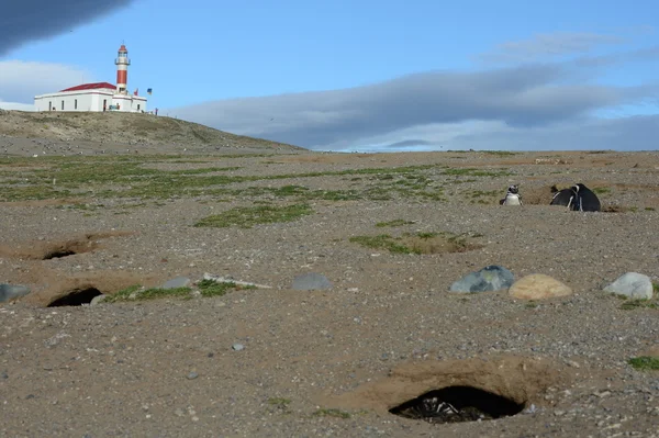 A világítótorony a sziget a Magdalena.Magellanic pingvinek a pingvin Sanctuary Magdalena-szigeten, a Magellán-szoros közelében Punta Arenas. — Stock Fotó