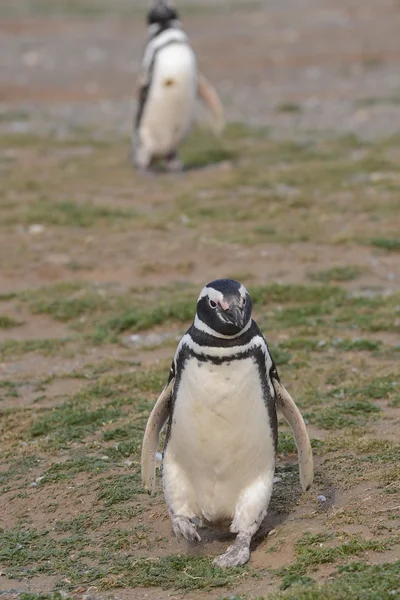 Pingwiny Magellana w Sanktuarium pingwina na Magdalena wyspa w cieśninie Magellana w pobliżu Punta Arenas w południowym Chile. — Zdjęcie stockowe