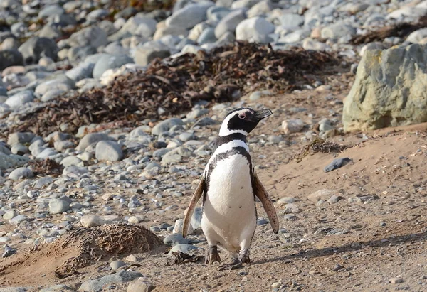 Магеллановы пингвины в заповеднике пингвинов на острове Магдалена в Магеллановском проливе возле Пунта-Аренас на юге Чили . — стоковое фото
