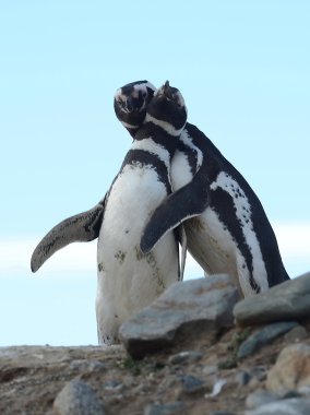 Magdalena Adası Güney Şili'deki Punta Arenas yakınındaki Macellan Boğazı'nın ' penguen sanctuary, Macellan penguenleri (Spheniscus magellanicus).