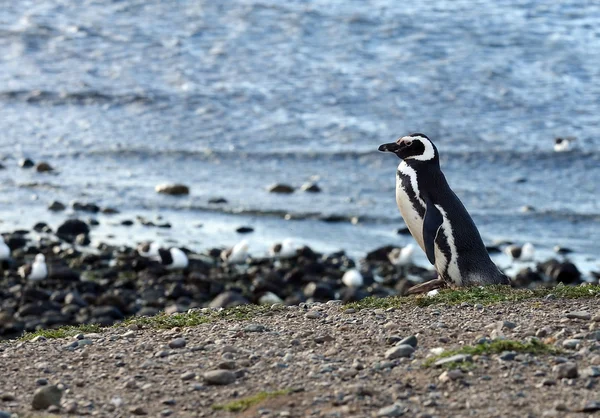 Magellanova Penguins (Spheniscus magellanicus) na tučňáka útočiště na ostrově Magdalena v dodnes poblíž Punta Arenas v jižním Chile. — Stock fotografie