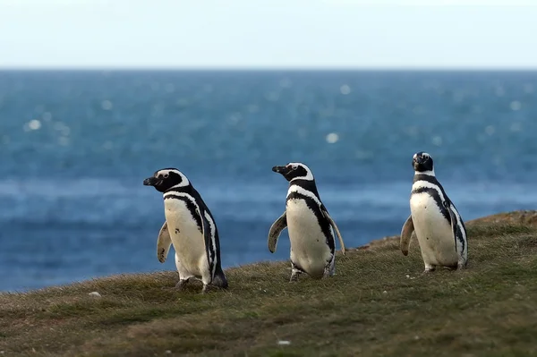 Magellanic Penguins  at the penguin sanctuary on Magdalena Island in the Strait of Magellan near Punta Arenas in southern Chile. — Stock Photo, Image