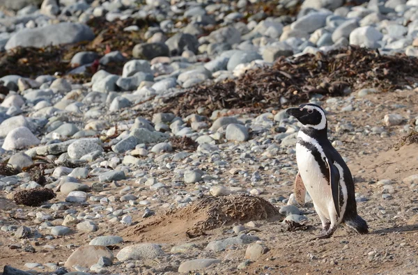 Pinguins de Magalhães no santuário de pinguins na Ilha Magdalena, no Estreito de Magalhães, perto de Punta Arenas, no sul do Chile . — Fotografia de Stock
