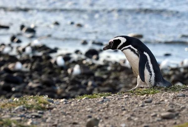 南チリのプンタアレナスに近いマゼラン海峡のマグダレナ島のペンギン保護区でマゼラン ペンギン. — ストック写真