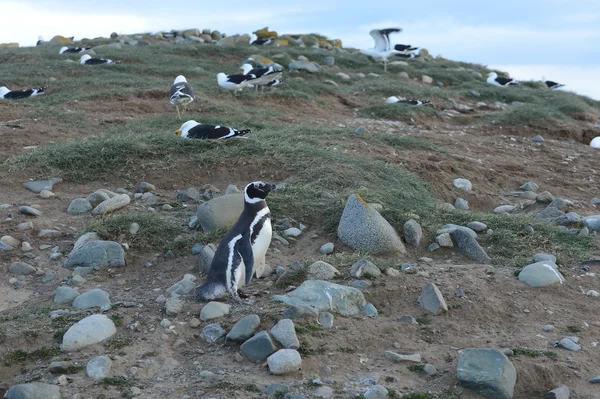 Pingwiny Magellana w Sanktuarium pingwina na Magdalena wyspa w cieśninie Magellana w pobliżu Punta Arenas w południowym Chile. — Zdjęcie stockowe