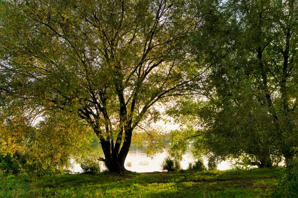 日落时在河边的一棵大树 — 图库照片