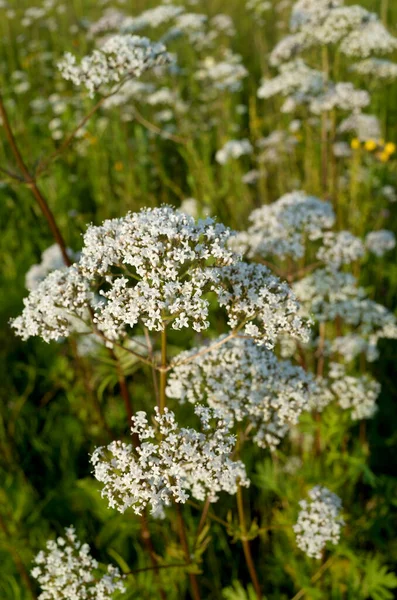 Planta Medicinal Yarrow Prados Verdes —  Fotos de Stock