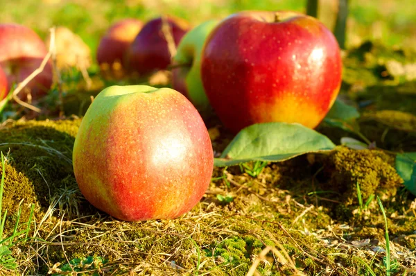 Свежие здоровые красные яблоки на траве в саду. Сельское хозяйство осенью . — стоковое фото
