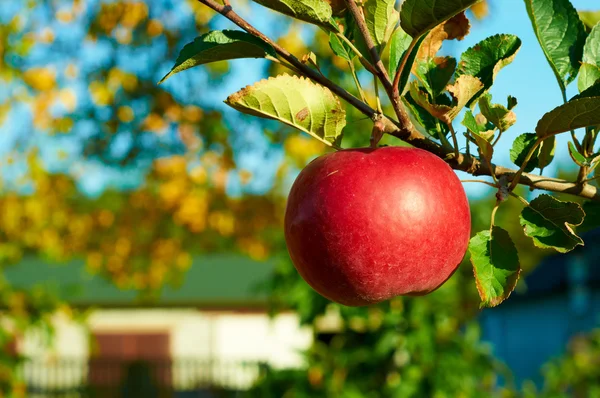 Свежие здоровые красные яблоки на дереве в саду. Сельское хозяйство осенью . — стоковое фото