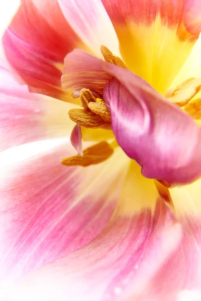 Tulipan kwiat bliska abstrakcji. Fotografia makro z kwiat pręcik. — Zdjęcie stockowe