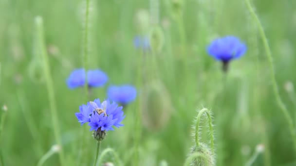 Bee flying between cornflowers on a green meadow. Collecting pollen for honey. — Stock Video