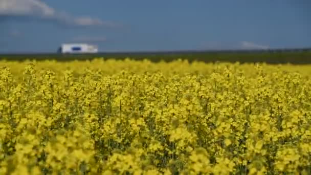 Yellow rape in the wind. Cars driving fast in background. — Stock Video