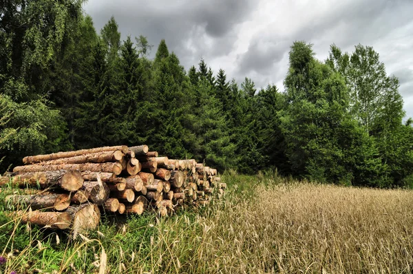 Cutted trees logs stored next to a forest and grain field — Stock Photo, Image