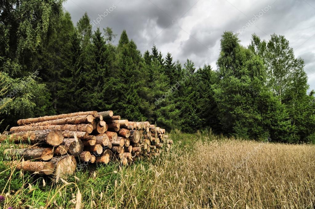 Cutted trees logs stored next to a forest and grain field — Stock Photo
