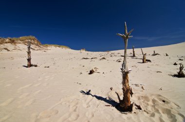 Sonra hareket hareketli kumulları Polonya yaptı ağaçlar yok.