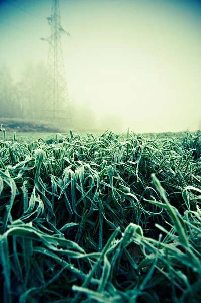 Grünes Gras, beschichtet mit dem ersten Bodenfrost im Herbst. Der Winter kommt auf die Wiese. — Stockfoto