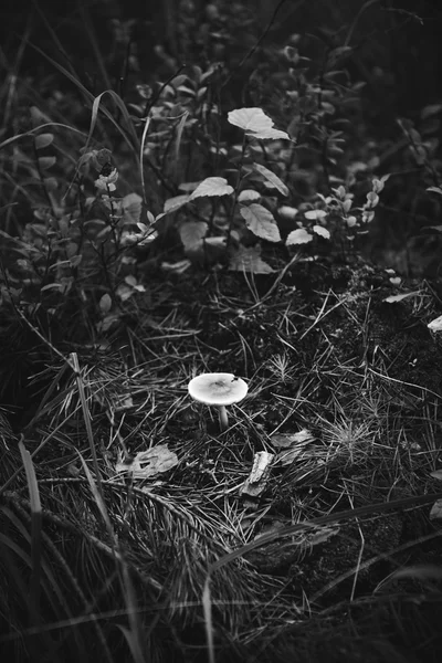 Murky light mushroom in forest litter.