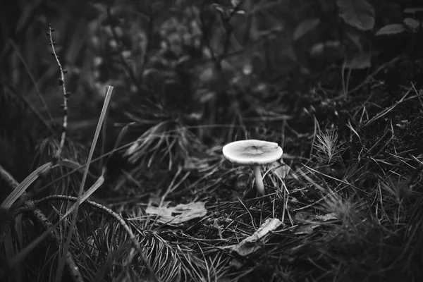 Duistere lichte paddestoel in bos nest. — Stockfoto