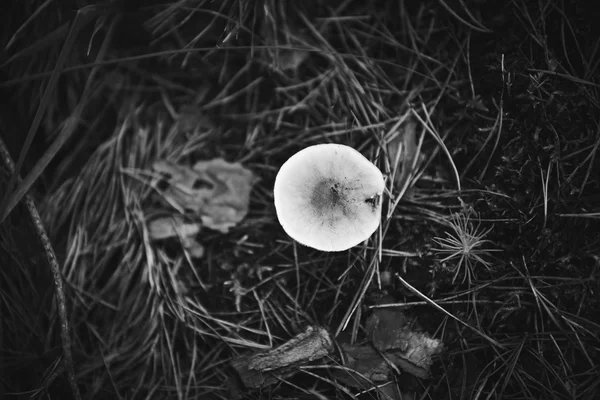 Murky light mushroom in forest litter.
