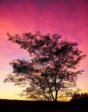 Siyah ağaç kontur arkada gün batımı mor ve kırmızı ışık