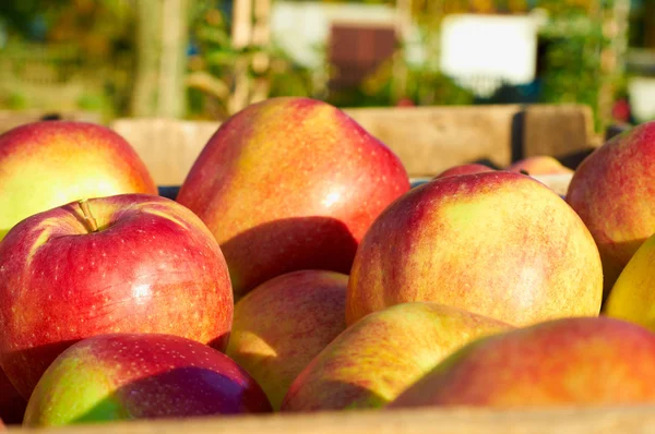 Taze sağlıklı elma meyve bahçesi bir kutuda. Sonbahar tarım. Stok Fotoğraf