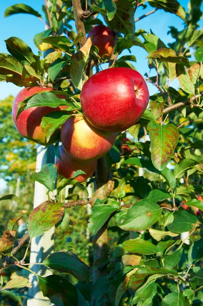 Свежие здоровые красные яблоки на дереве в саду. Сельское хозяйство осенью . — стоковое фото