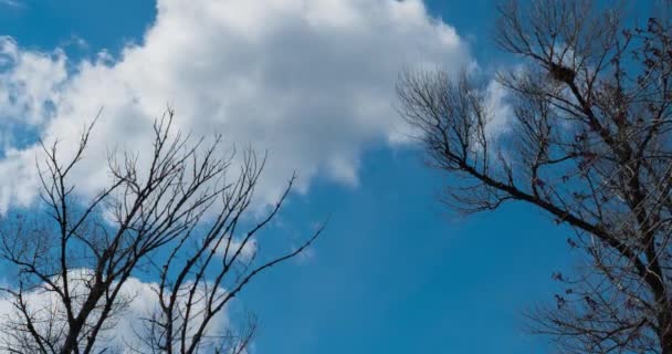 Grandi alberi contro il cielo blu. — Video Stock