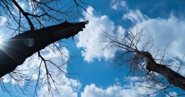 Grandes árboles en el fondo nubes en movimiento — Vídeo de stock