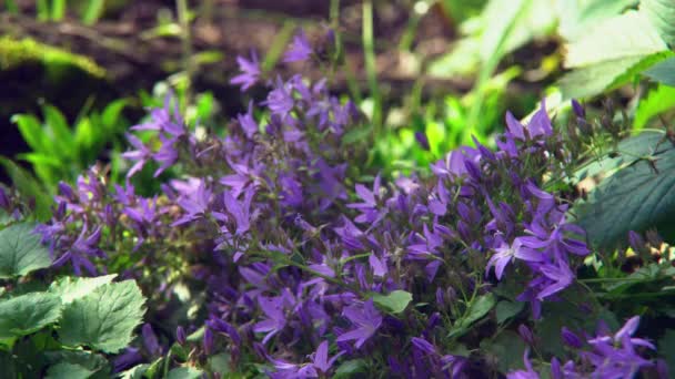 No canteiro de flores crescendo Campanula Portenschlagiana Roxo — Vídeo de Stock