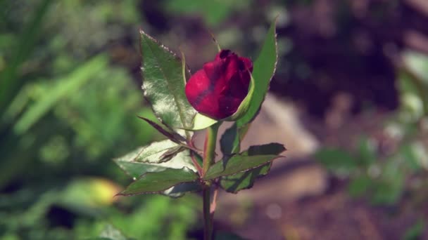 Κόκκινο τριαντάφυλλο μπουμπούκι στον κήπο απαλά σβά τον άνεμο. — Αρχείο Βίντεο