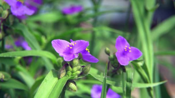 Várias flores Campanula Portenschlagiana Roxo — Vídeo de Stock