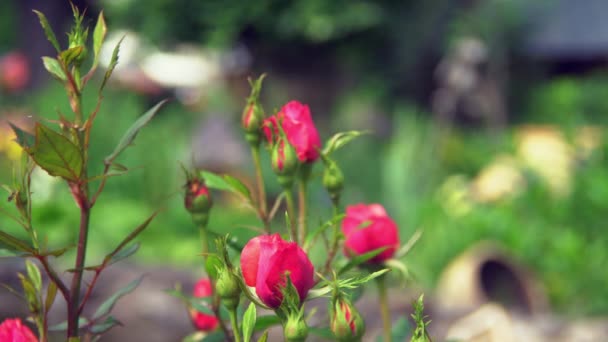 El arbusto de rosas rojas sin soplar — Vídeo de stock