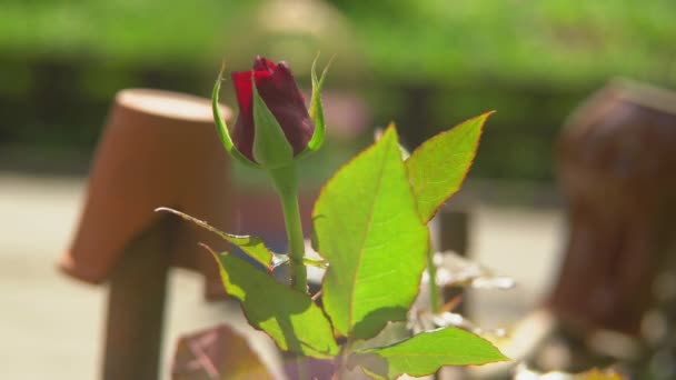 O arbusto de rosas vermelhas não soprado dia ensolarado — Vídeo de Stock