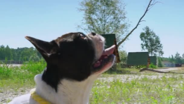 Pequeno cão branco com manchas pretas nele pele sentado ao ar livre — Vídeo de Stock