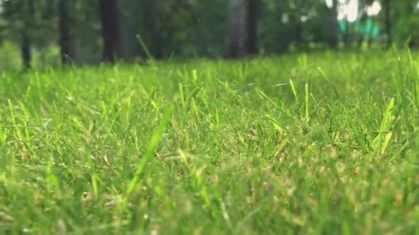 Lawn in the yard with trees. — Stock Video