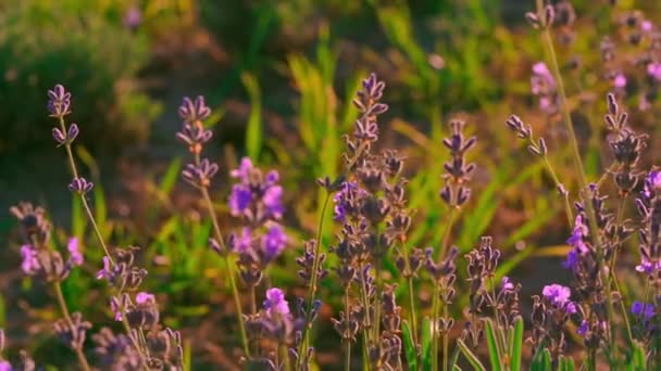 B arbustos rolo lavanda azulado-roxo — Vídeo de Stock