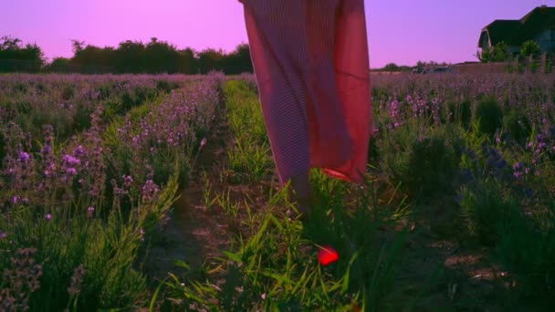 Caminhadas femininas no prado com lavanda — Vídeo de Stock