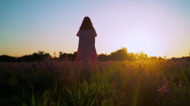 Bakre resenären går längs buskar med lavendel — Stockvideo