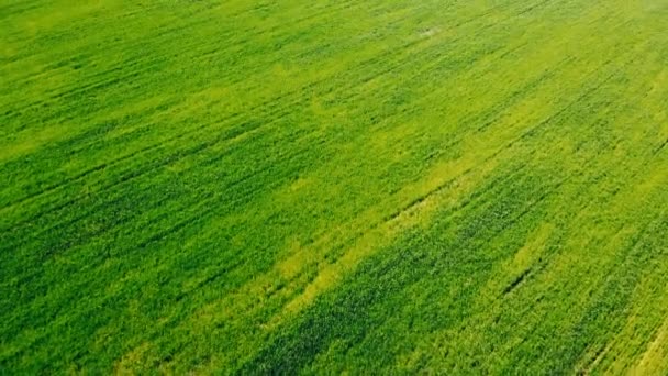 Drone voa acima do campo com colheita — Vídeo de Stock