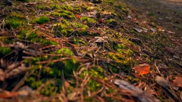 Close-up panorama grond flora — Stockvideo